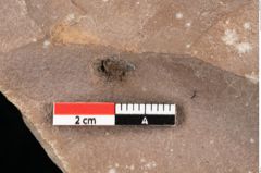 Foto (Detailsansicht) von Quercus palaeoilex Ettingshausen (NHMW-GEO-2024-0188-0781)